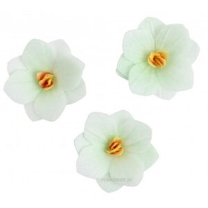 Vahvlilill Hortensia heleroheline 6tk